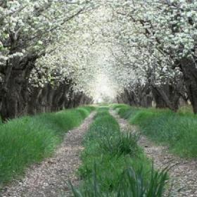 image pear-orchard-shiraz-iran-jpg