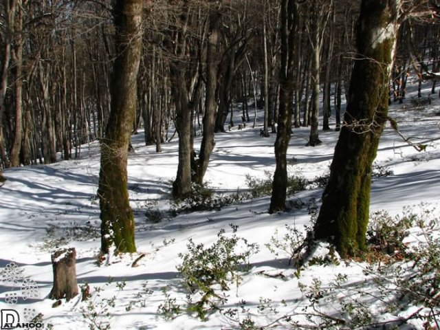 image alimestan-forests-jpg