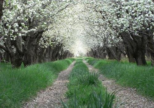 image pear-orchard-shiraz-iran-jpg